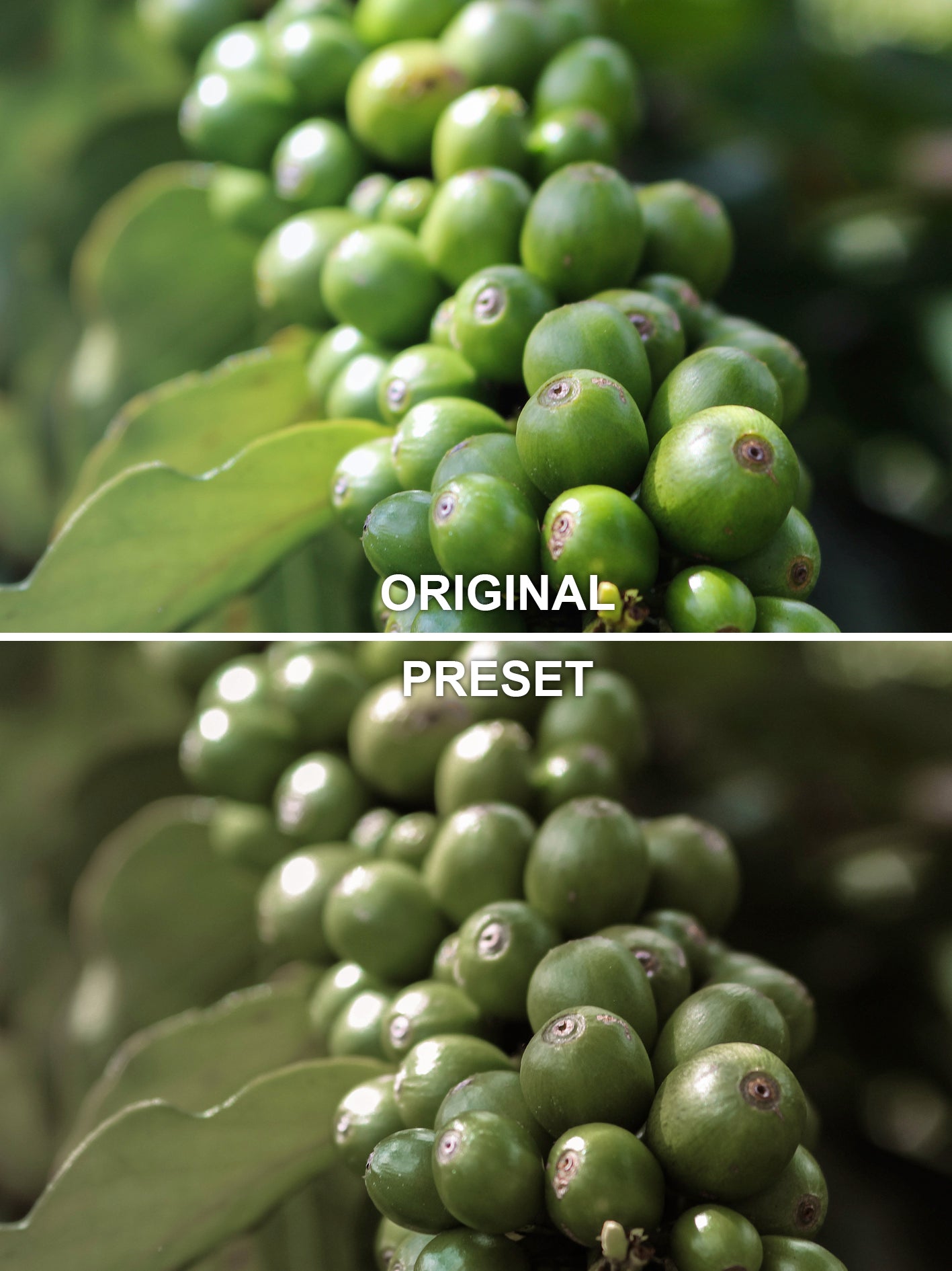 10 OLIVE Lightroom Presets