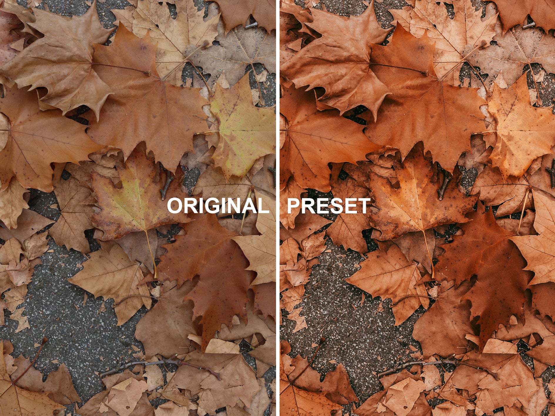10 FALL Lightroom Presets