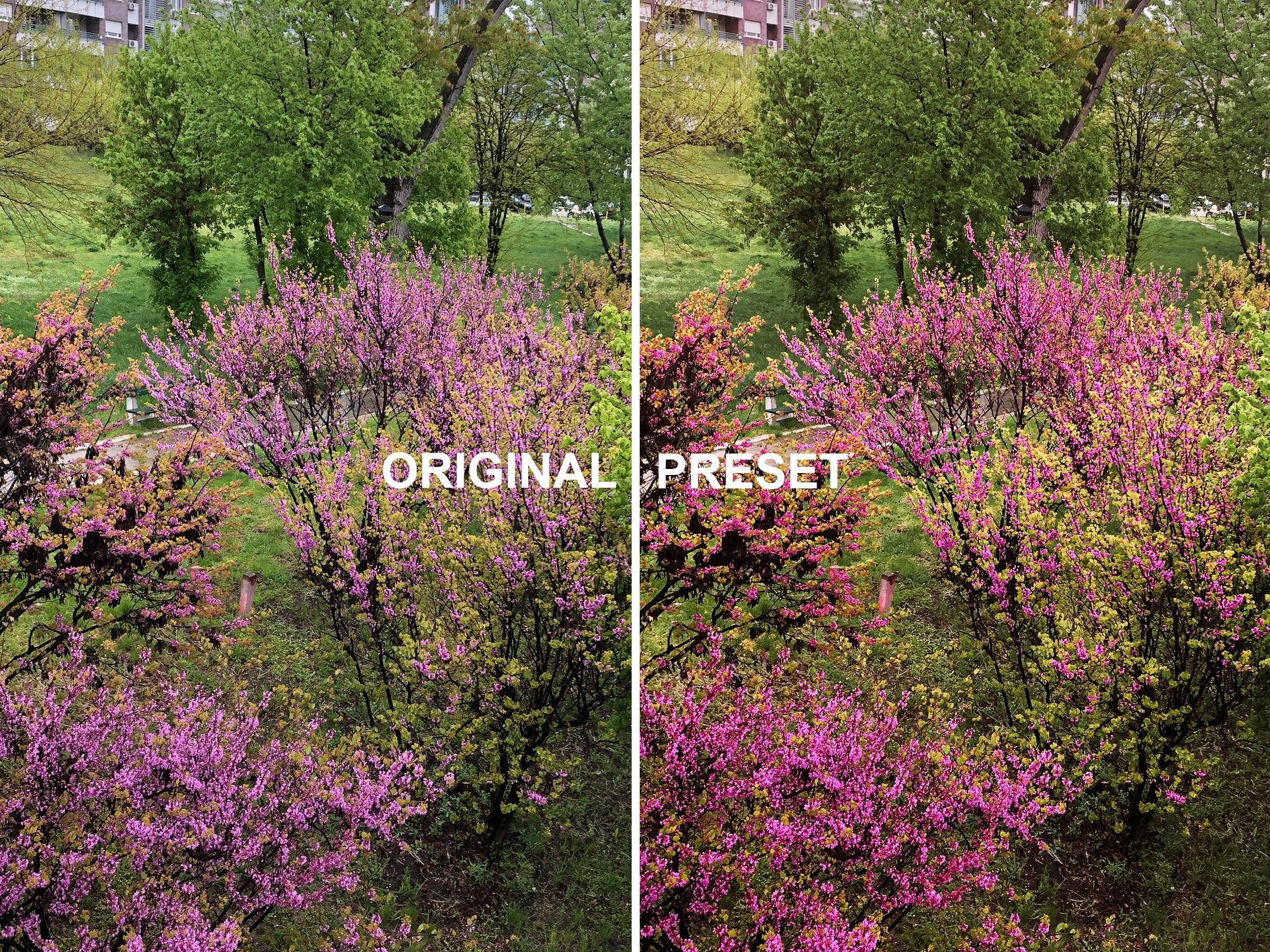 10 SPRING Lightroom Presets