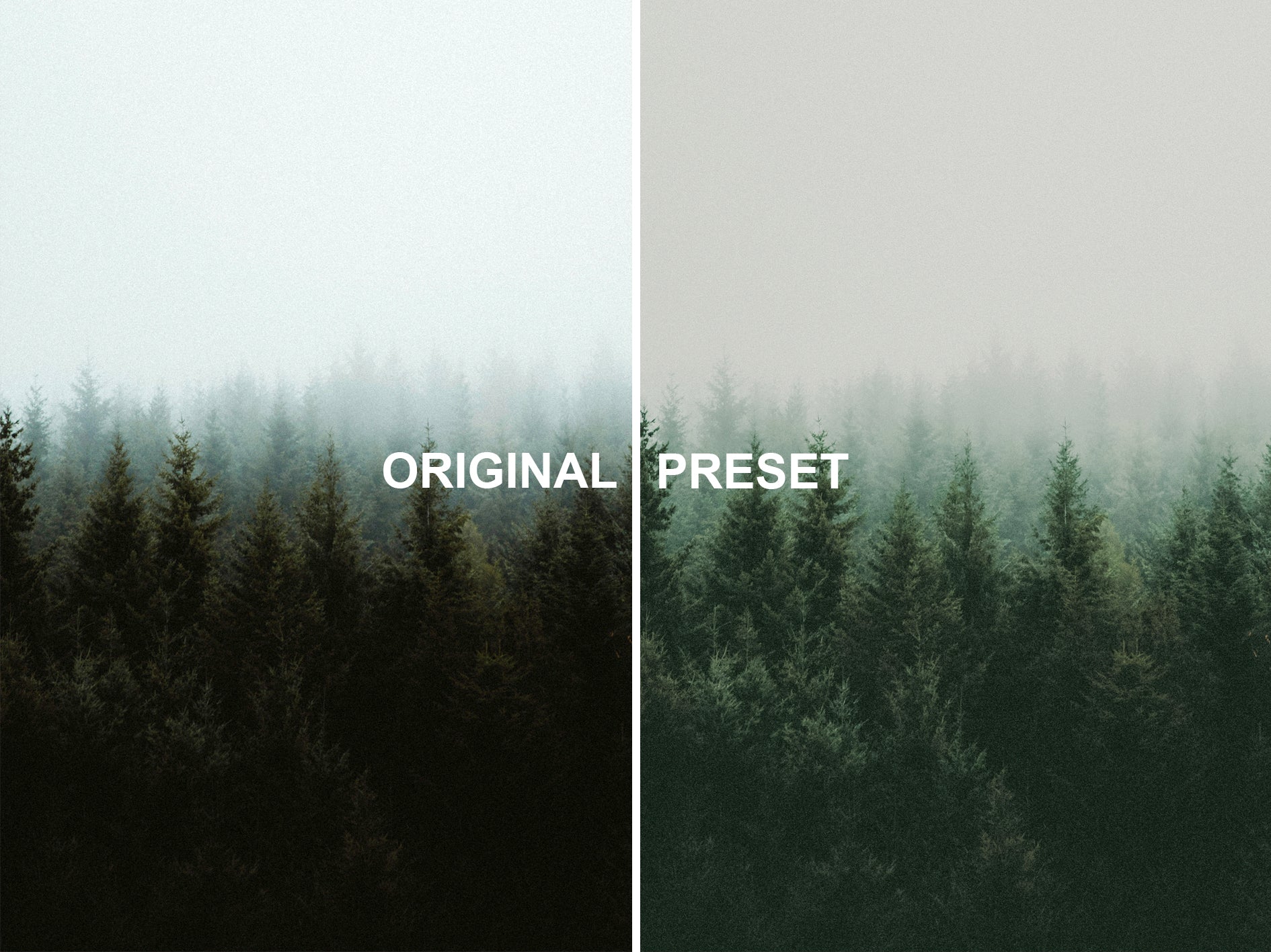10 RAINFOREST Lightroom Presets