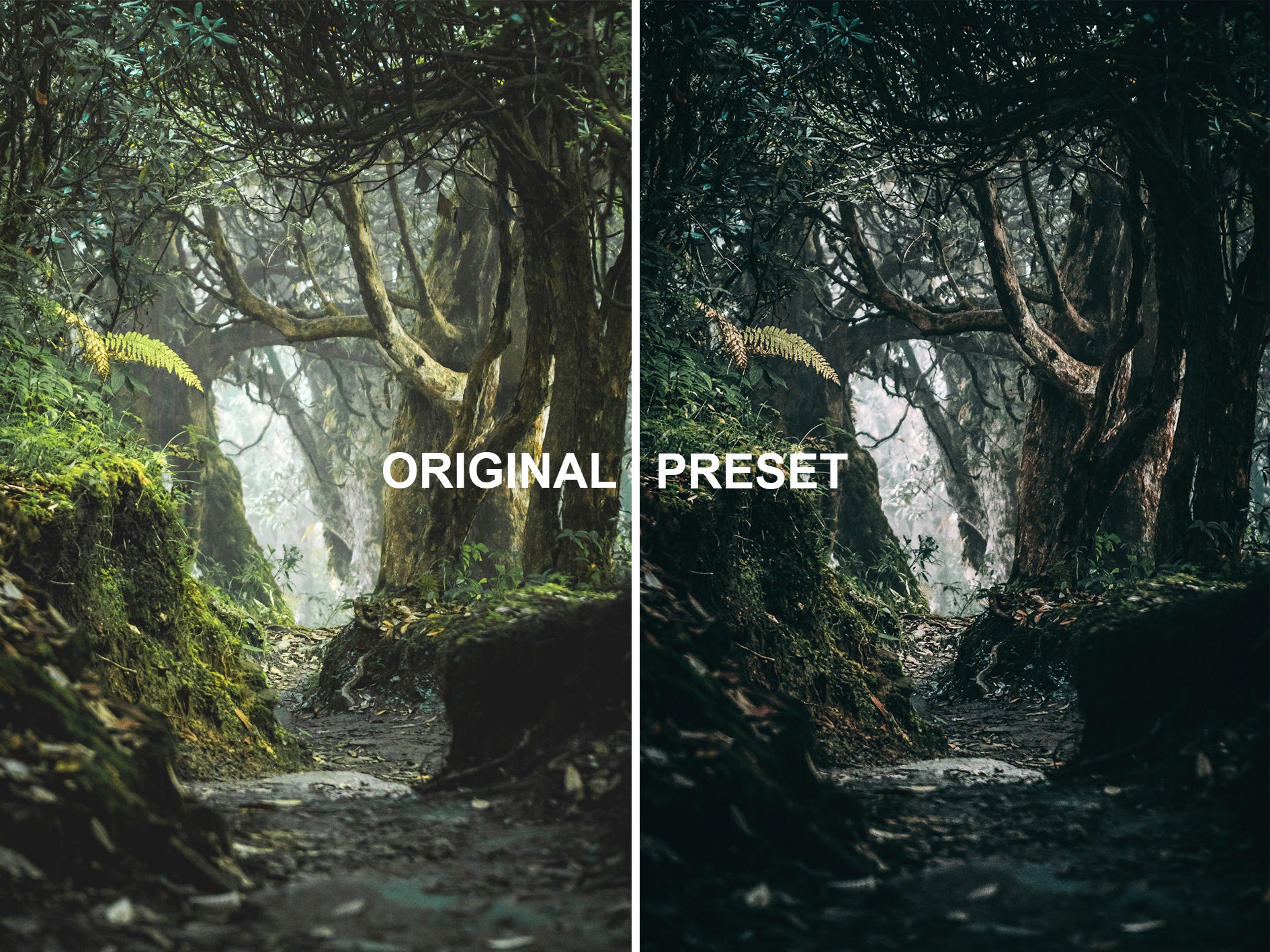 10 DEEP FOREST Lightroom Presets