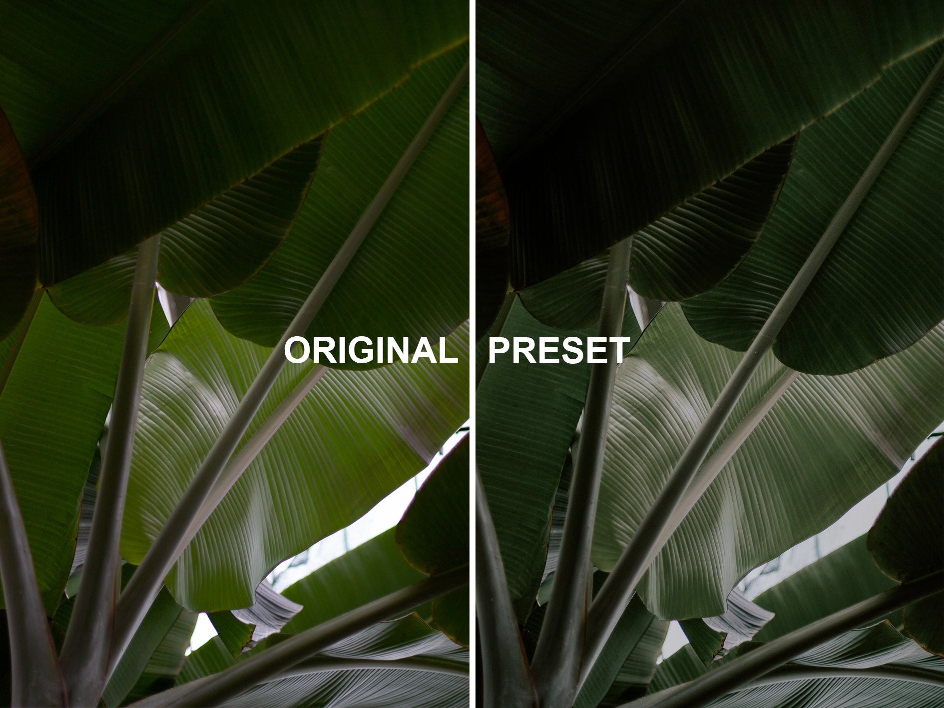 10 BOTANICAL Lightroom Presets