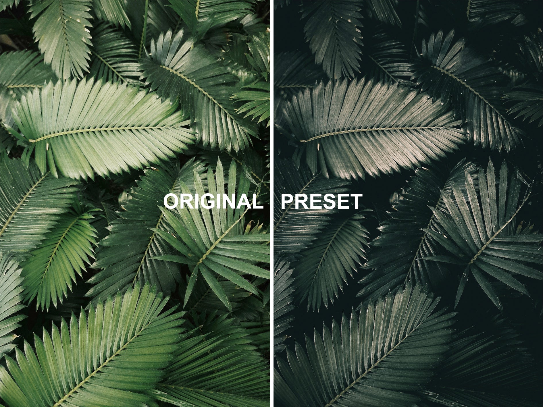 10 DEEP FOREST Lightroom Presets