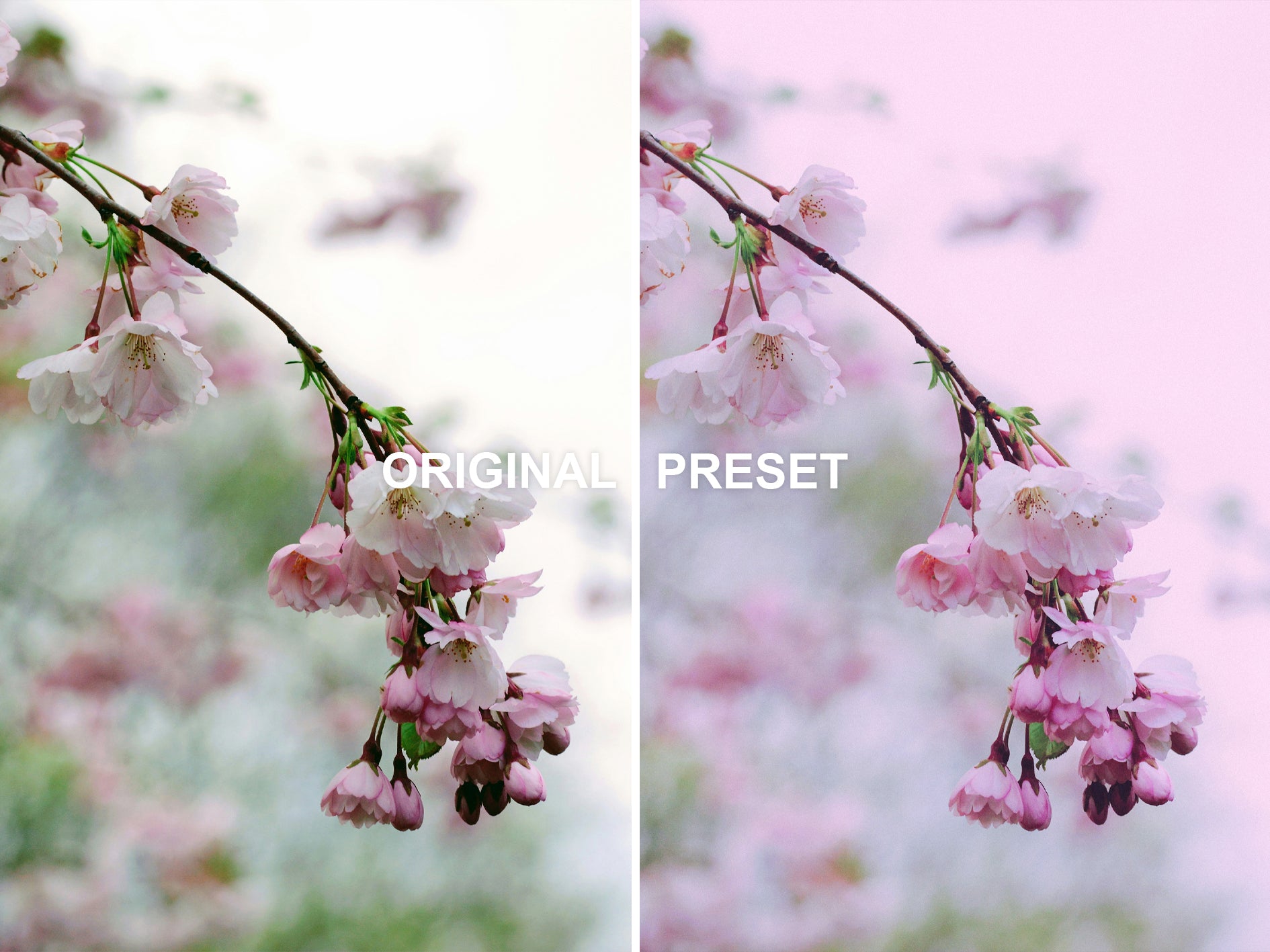 10 PURPLE HAZE Lightroom Presets