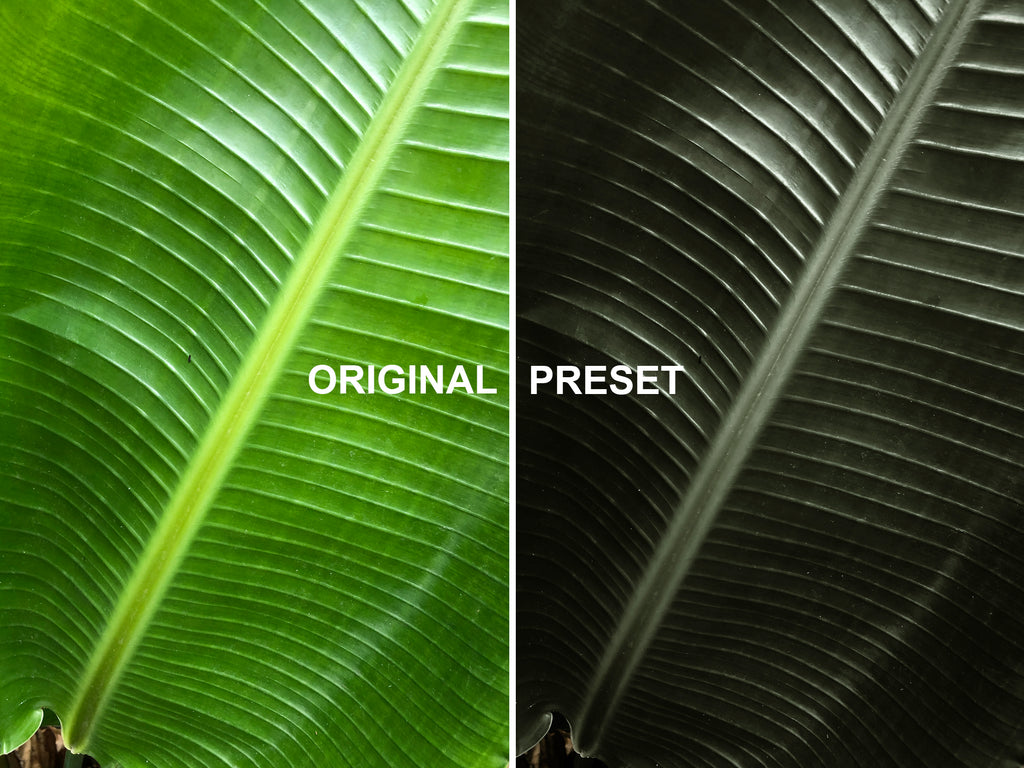 10 DARK GARDEN Lightroom Presets