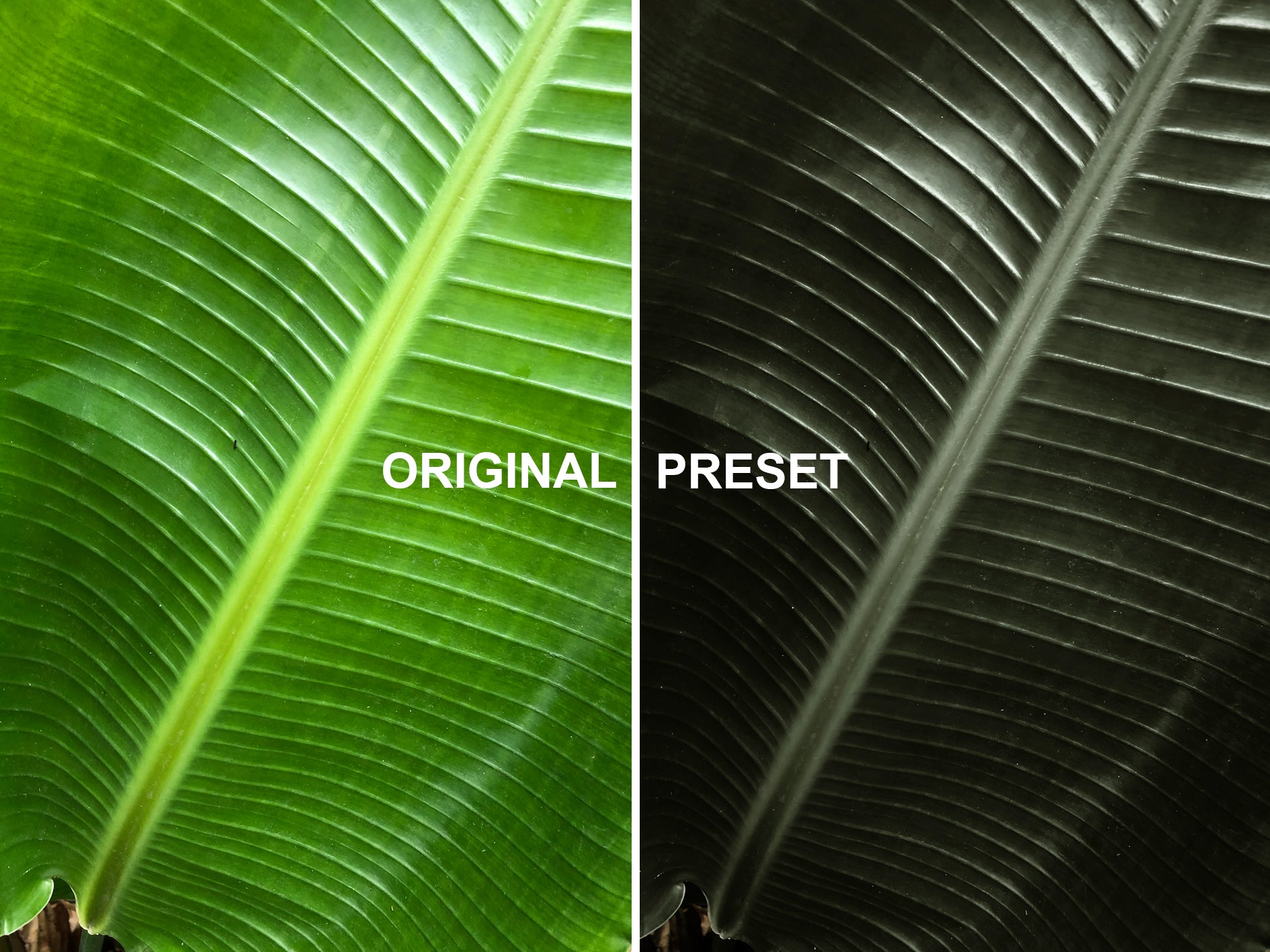 10 DARK GARDEN Lightroom Presets