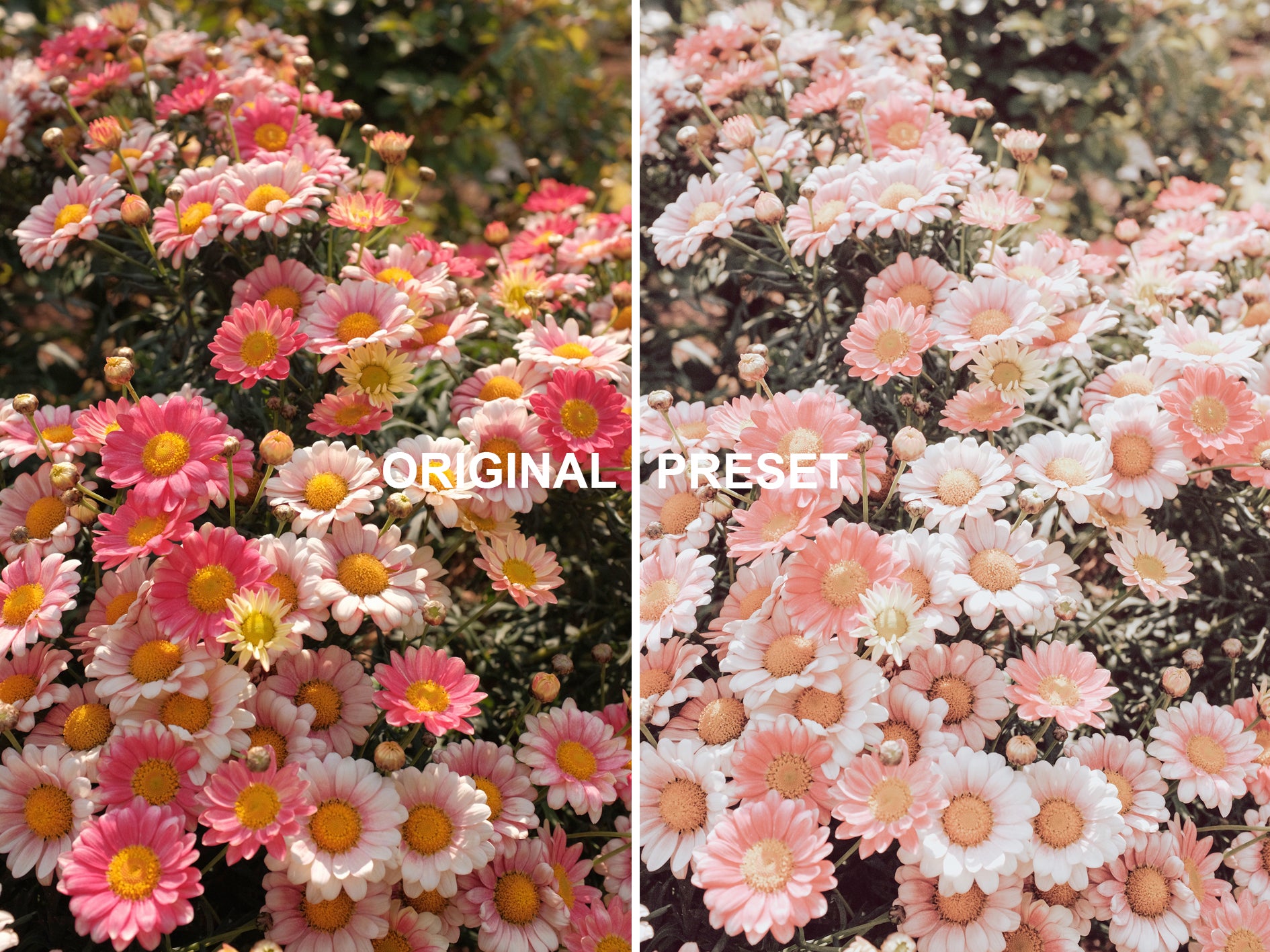 10 CREAMY Lightroom Presets