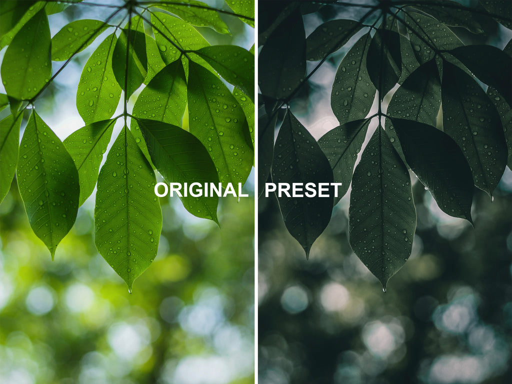 10 DEEP FOREST Lightroom Presets