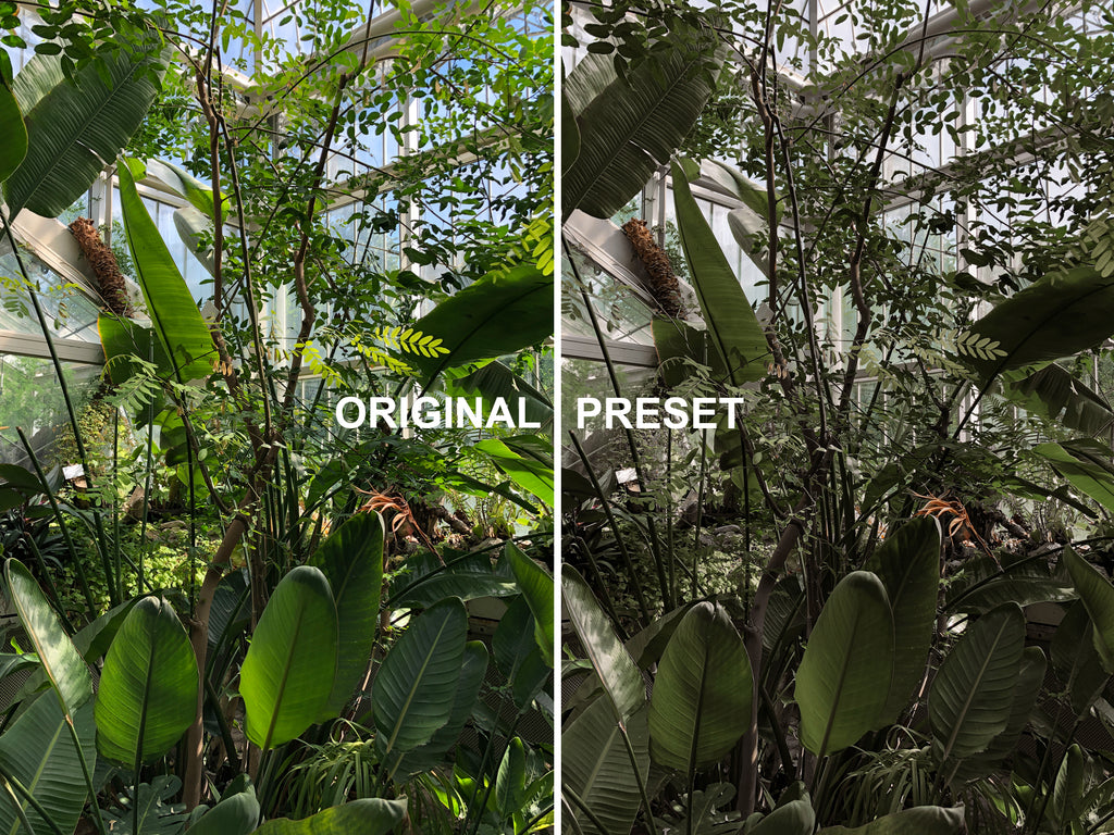 10 BOTANICAL Lightroom Presets