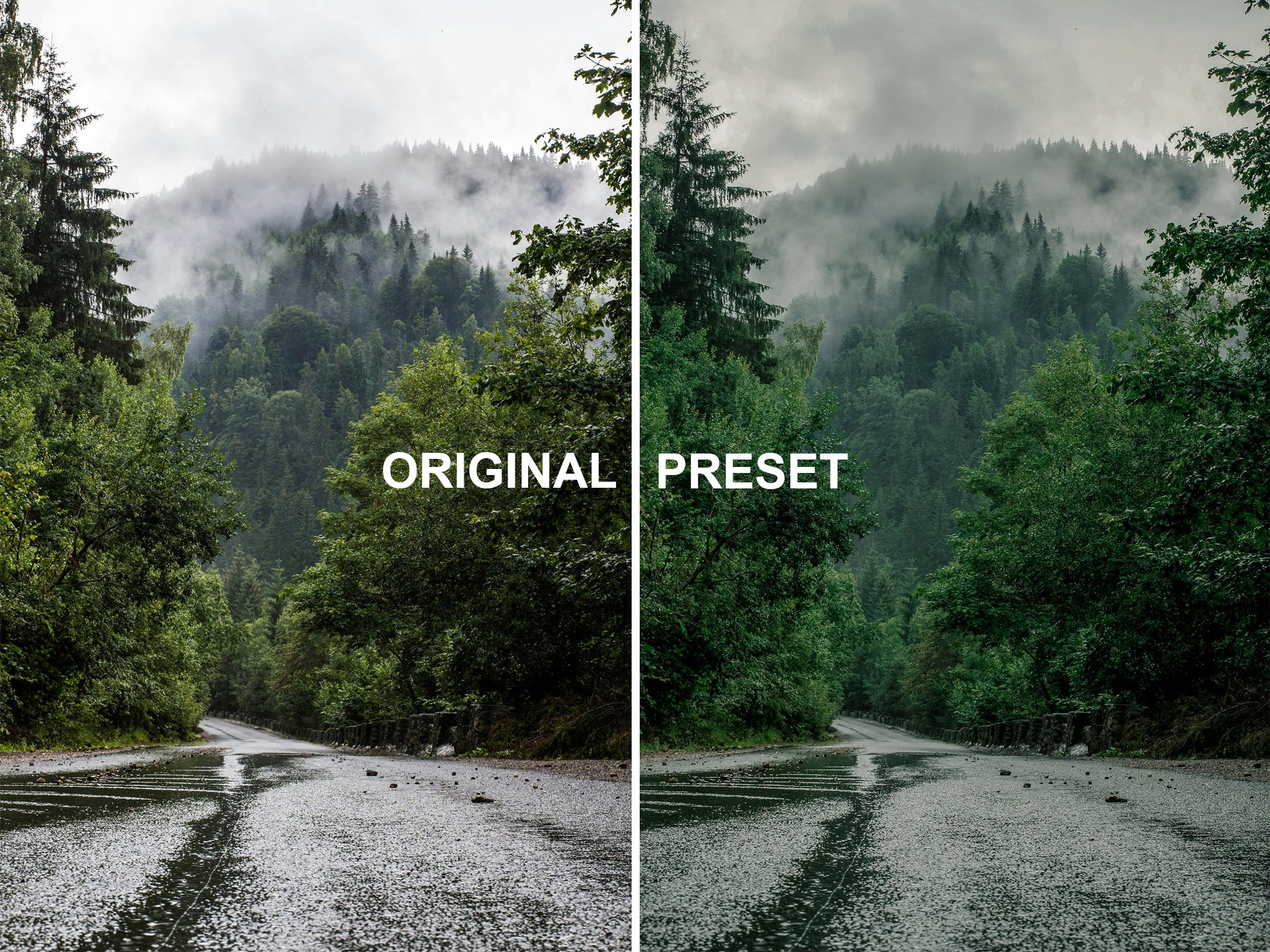 10 RAINFOREST Lightroom Presets