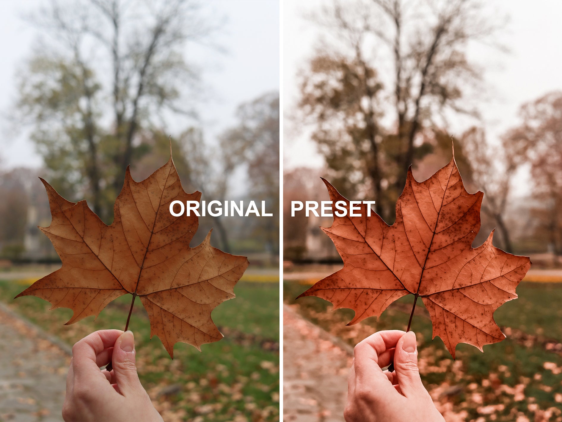 10 FALL Lightroom Presets