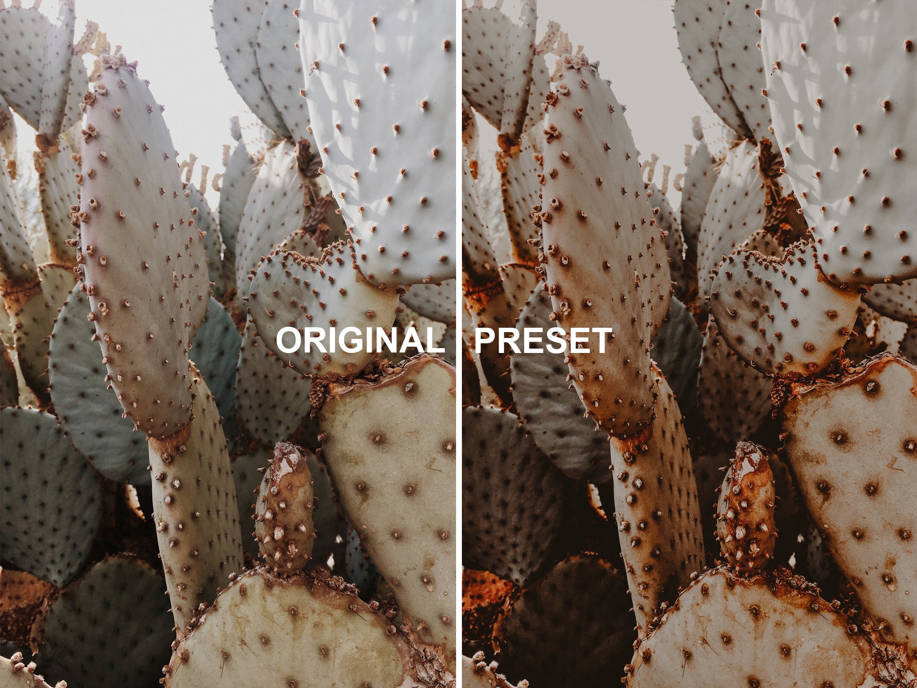 10 EARTHY Lightroom Presets