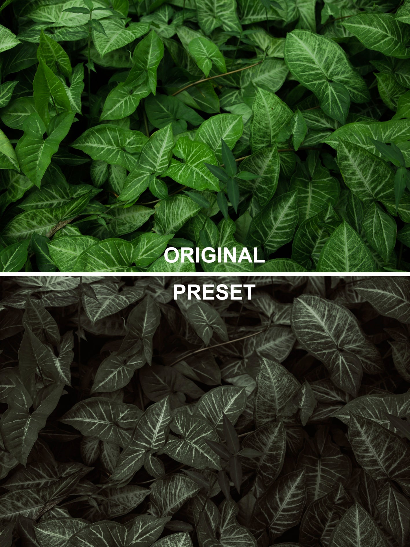 10 DARK GARDEN Lightroom Presets