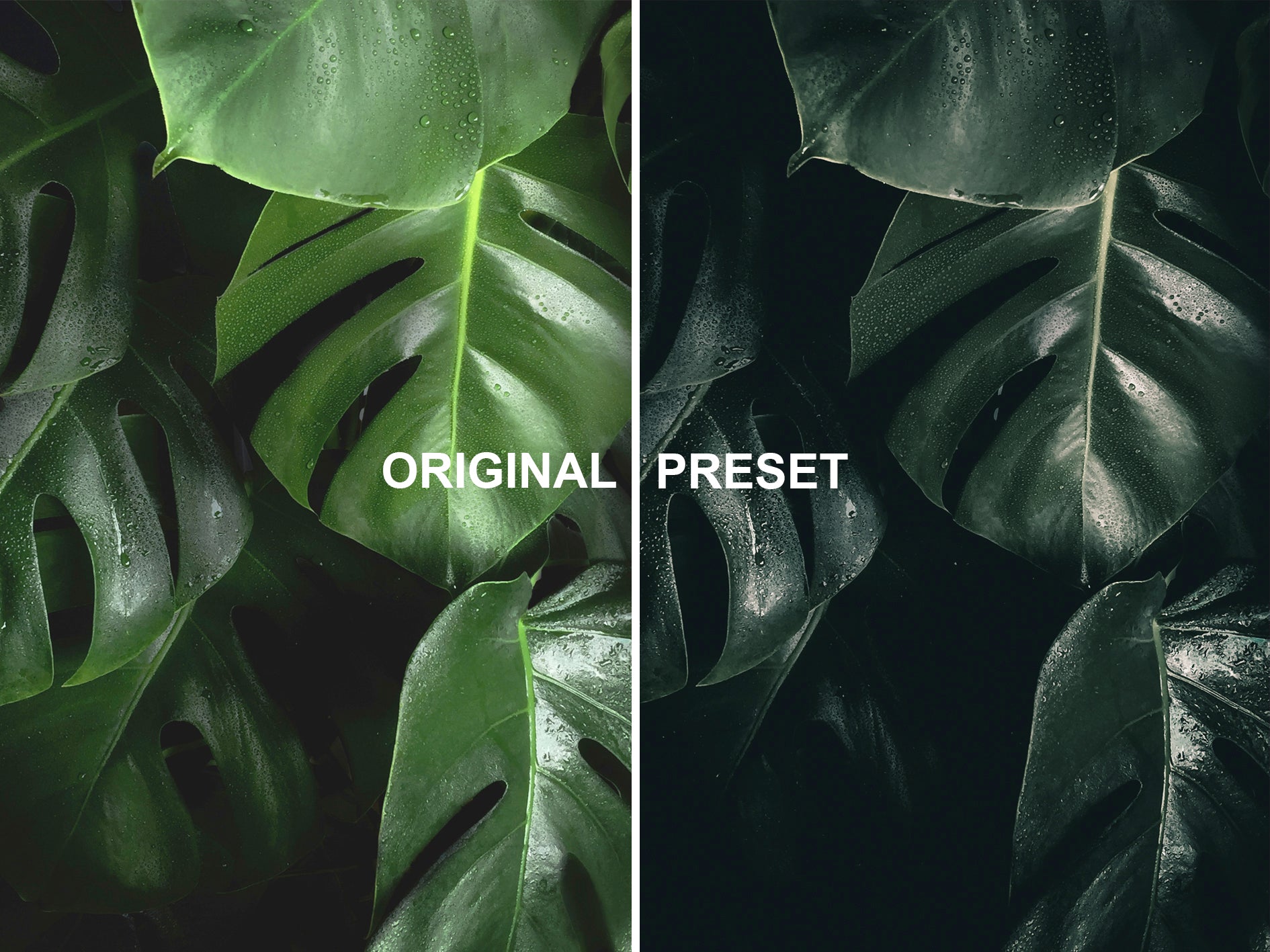 10 DEEP FOREST Lightroom Presets