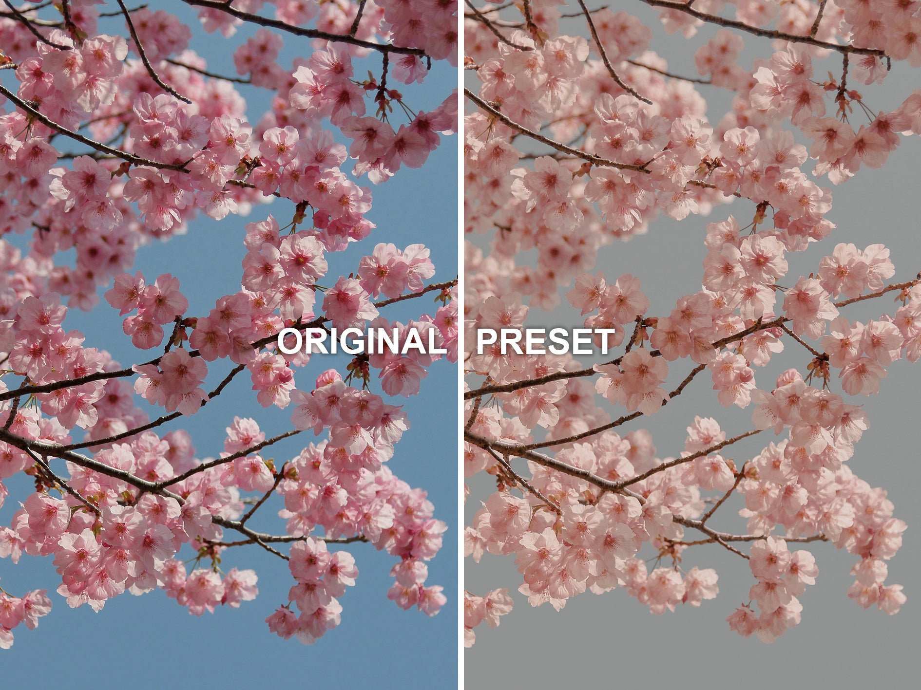 10 SOFT PEACH Lightroom Presets
