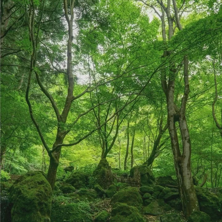 10 DEEP FOREST Lightroom Presets