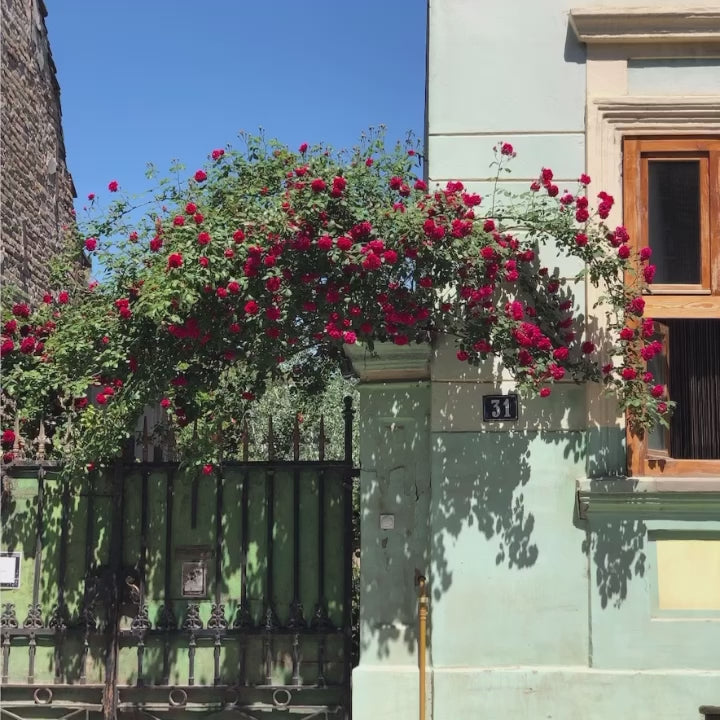 10 SPRING Lightroom Presets