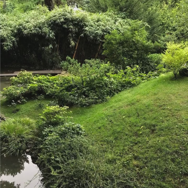 10 DARK GARDEN Lightroom Presets