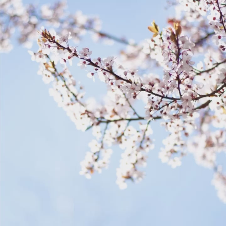 10 BLOSSOM Lightroom Presets